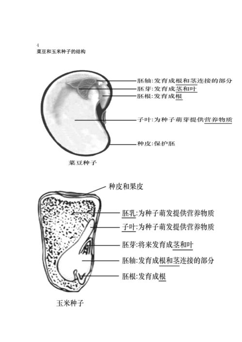 2023年中考生物復習專題 初中生物識圖題常用結(jié)構(gòu)示意圖